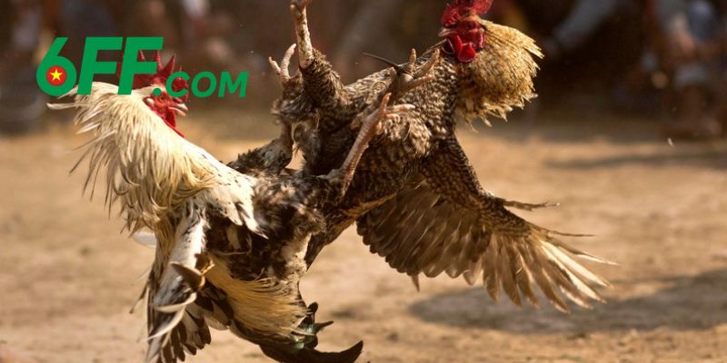 Bật mí mẹo chơi từ cao thủ giúp anh em dễ dàng đá gà thắng lớn