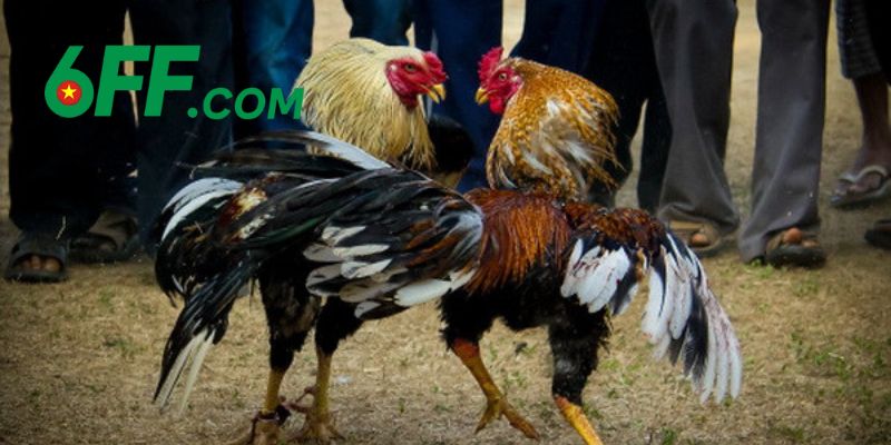 Sơ lược qua đôi nét về sảnh đá gà 6FF